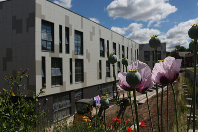 poppies in foreground of construction site