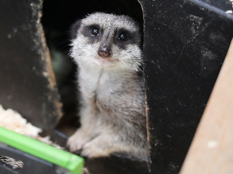 A meerkat at Dearne Valley College