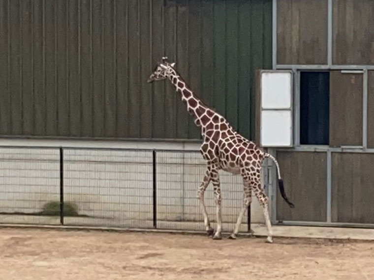 A giraffe