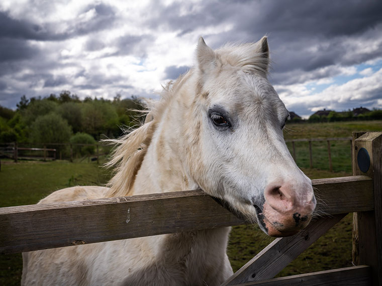 A horse  - Animal Care at Dearne Valley College