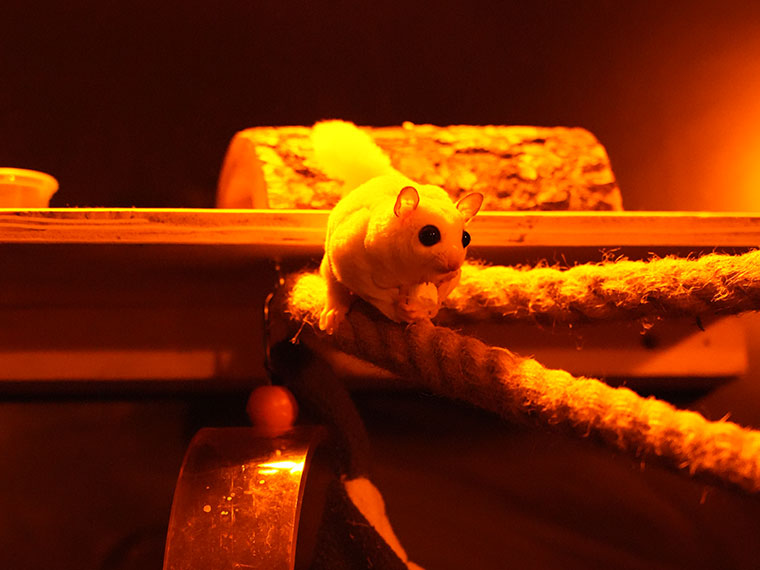 A sugar glider in the nocturnal room at Dearne Valley College