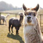 Llarmas outside at DVC