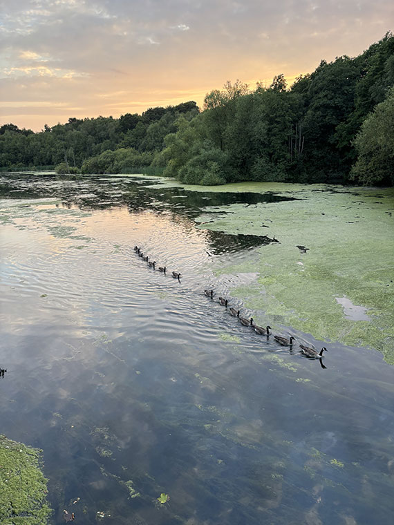 Ducks swimming in line on the lake at Clumber Park