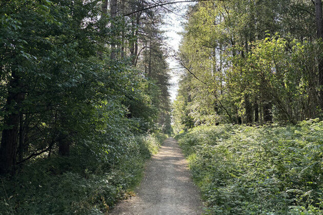 Looking down a path with trees either side at Clumber Park