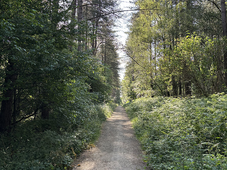 Looking down a path with trees either side at Clumber Park