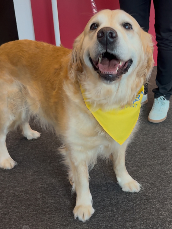 Elsa, the North Notts College therapy dog