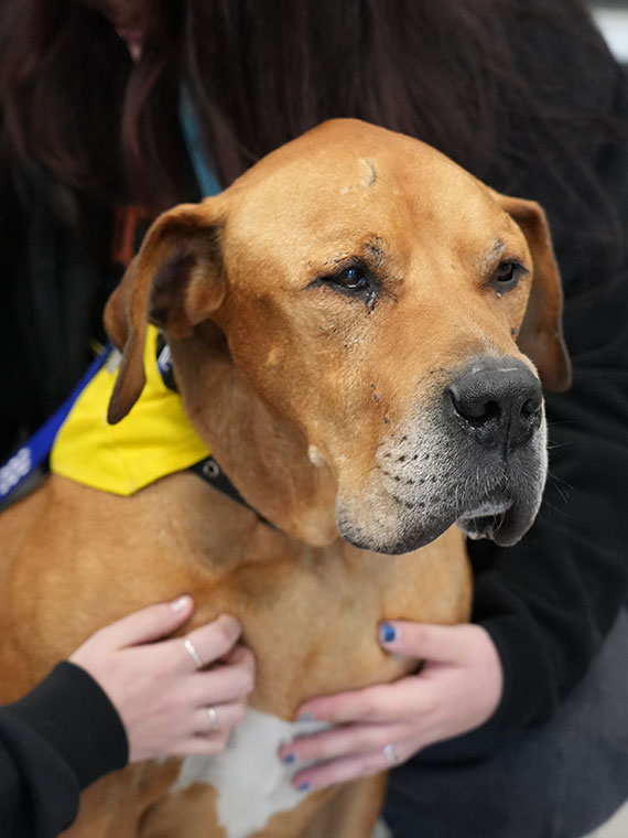 Paddy, the Rotherham College therapy dog