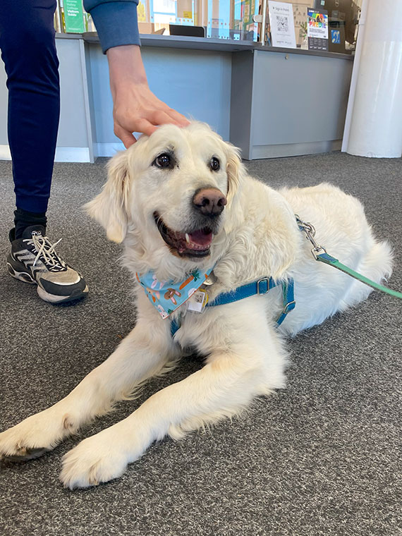Rufus, the Dearne Valley College therapy dog