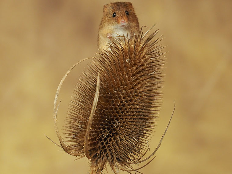 A Harvest Mouse sat on a thistle