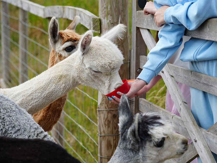 People feeding the animals at Dearne Valley College summer festival