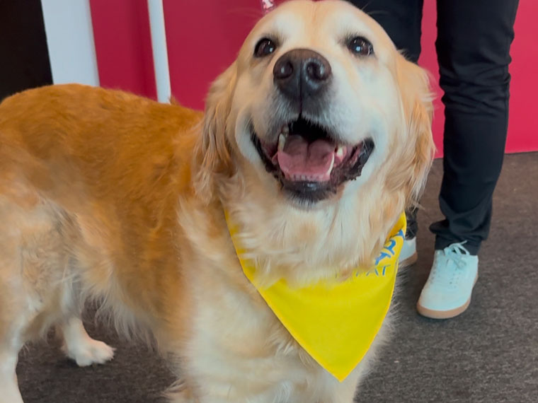 North Notts College's therapy dog Elsa