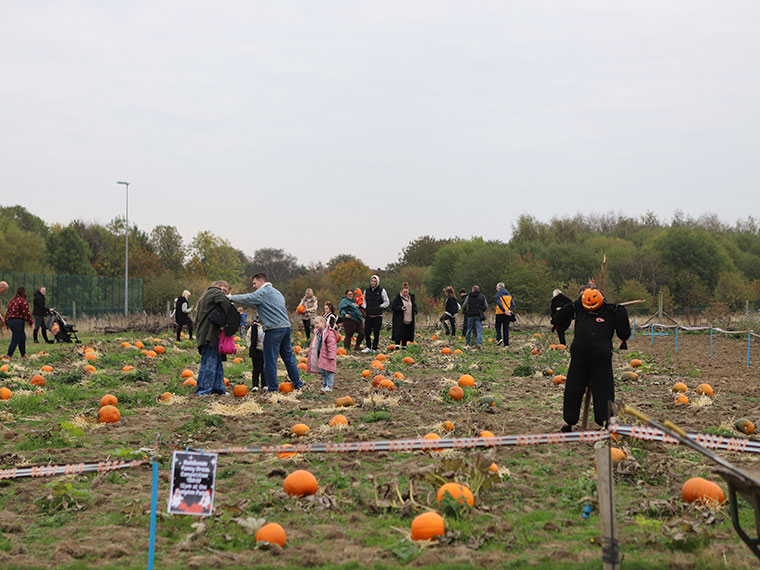 The 2025 pumpkin picking event at DVC