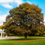 A large tree in Clifton Park, Rotherham