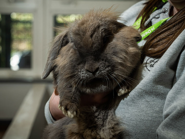 A rabbit - Animal Care at Dearne Valley College