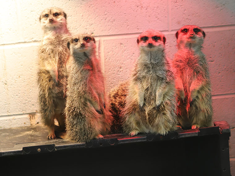 Four meerkats stood up tall looking at the camera