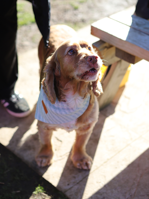 A small golden dog wearing a white bandana looking up