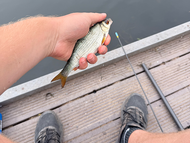 Someone's hand holding a fish, their feet and the water in the background