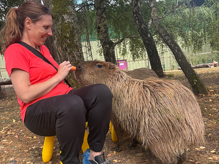 A female wearing an orange top and black trousers sat on a small stool feeding a capybara